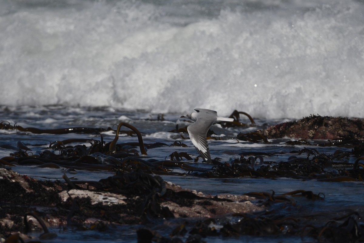 Gray-hooded Gull - ML623992787