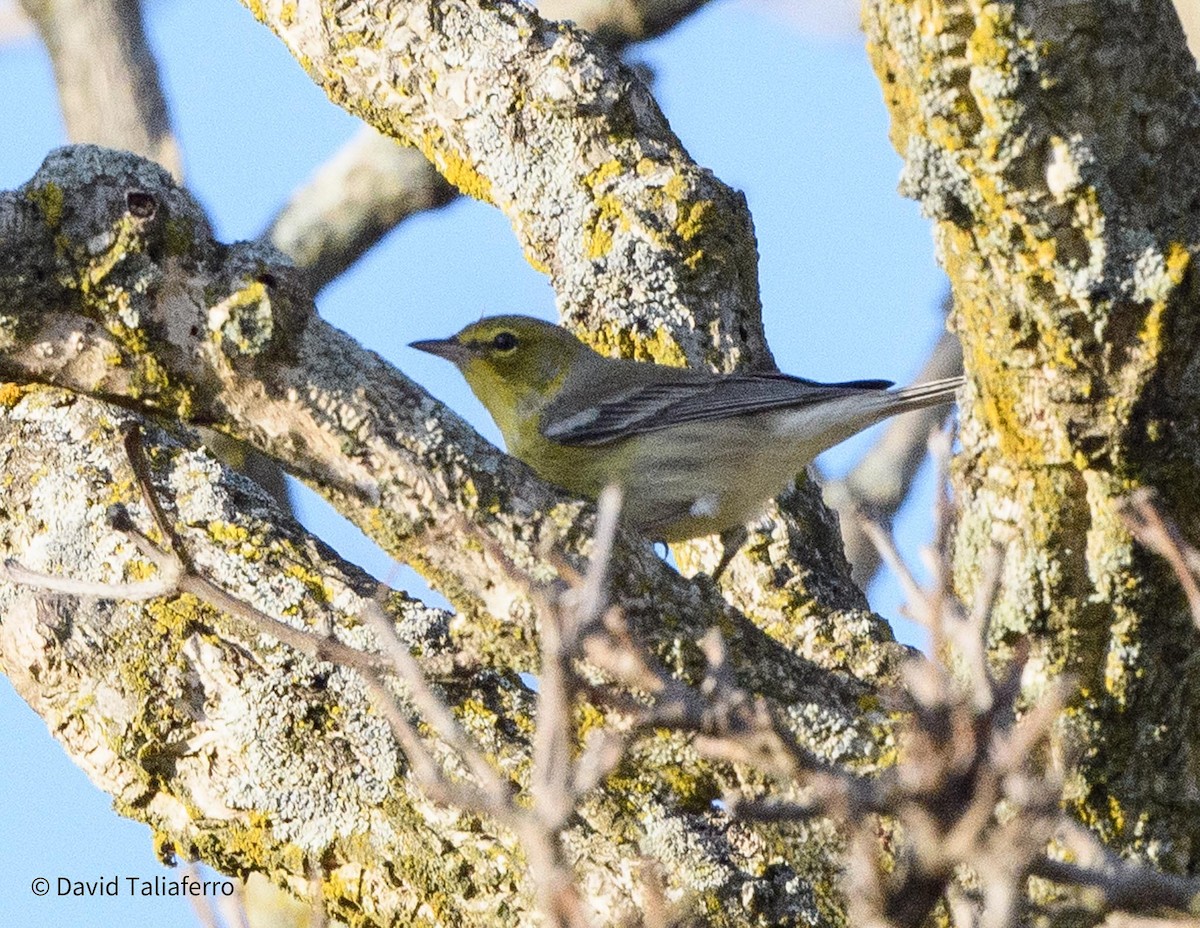 Pine Warbler - ML623992794