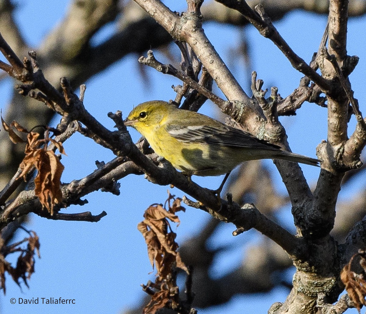 Pine Warbler - ML623992795