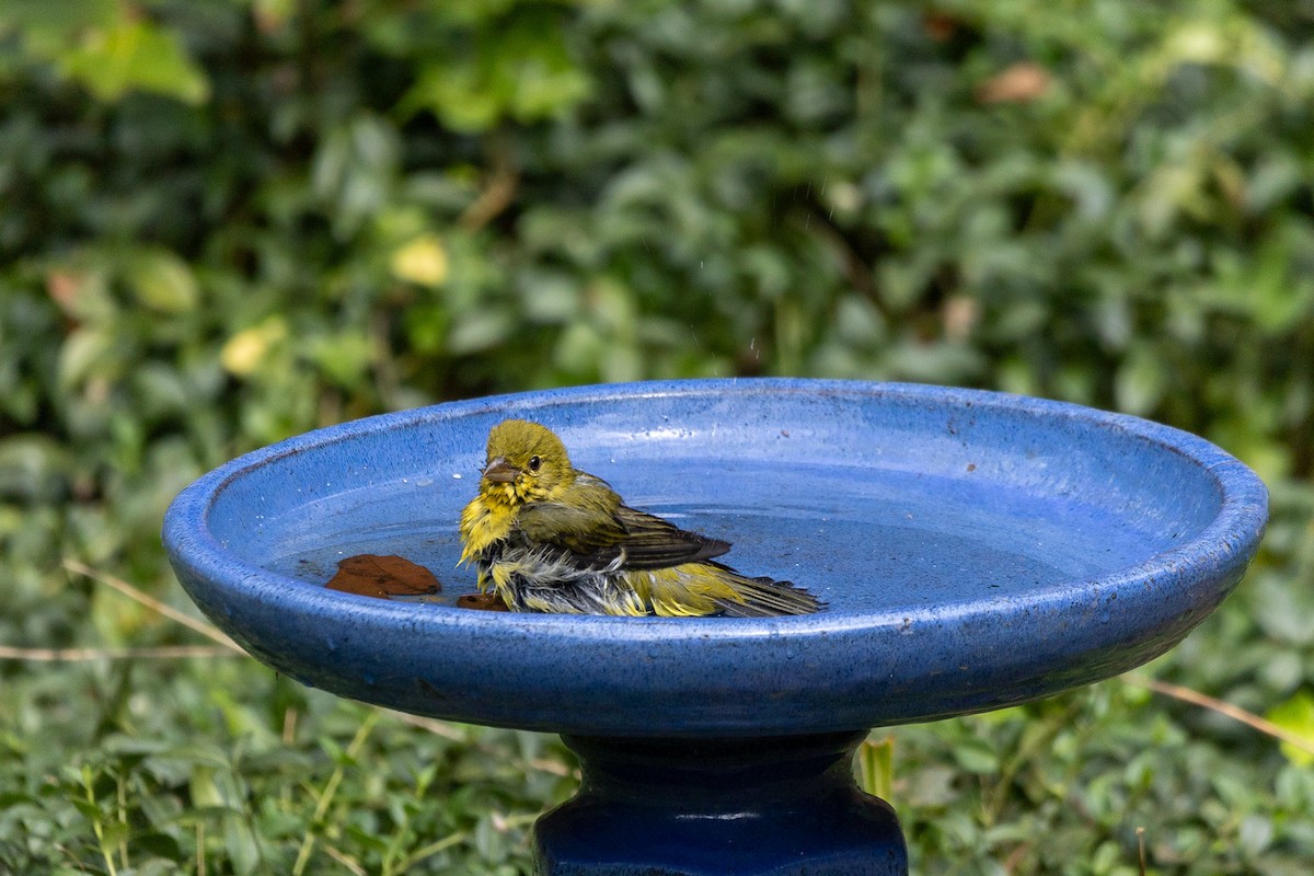 Scarlet Tanager - ML623992803