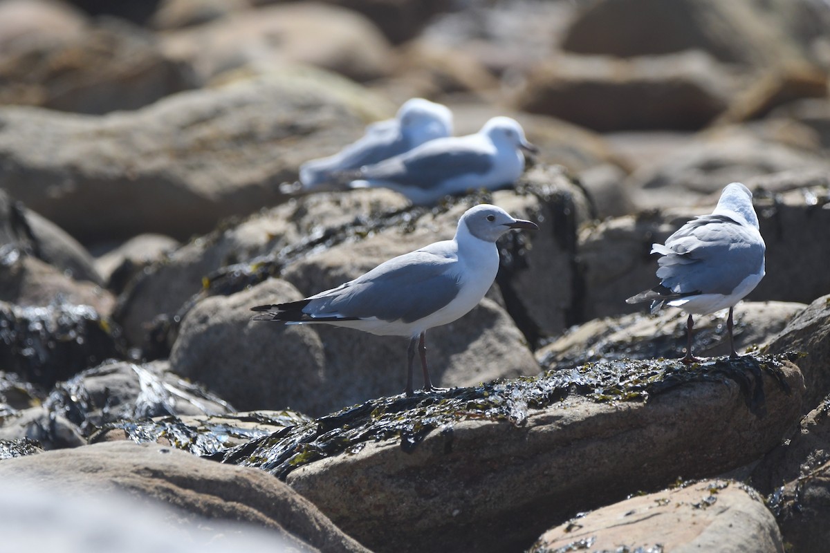 Gray-hooded Gull - Gabriel Jamie