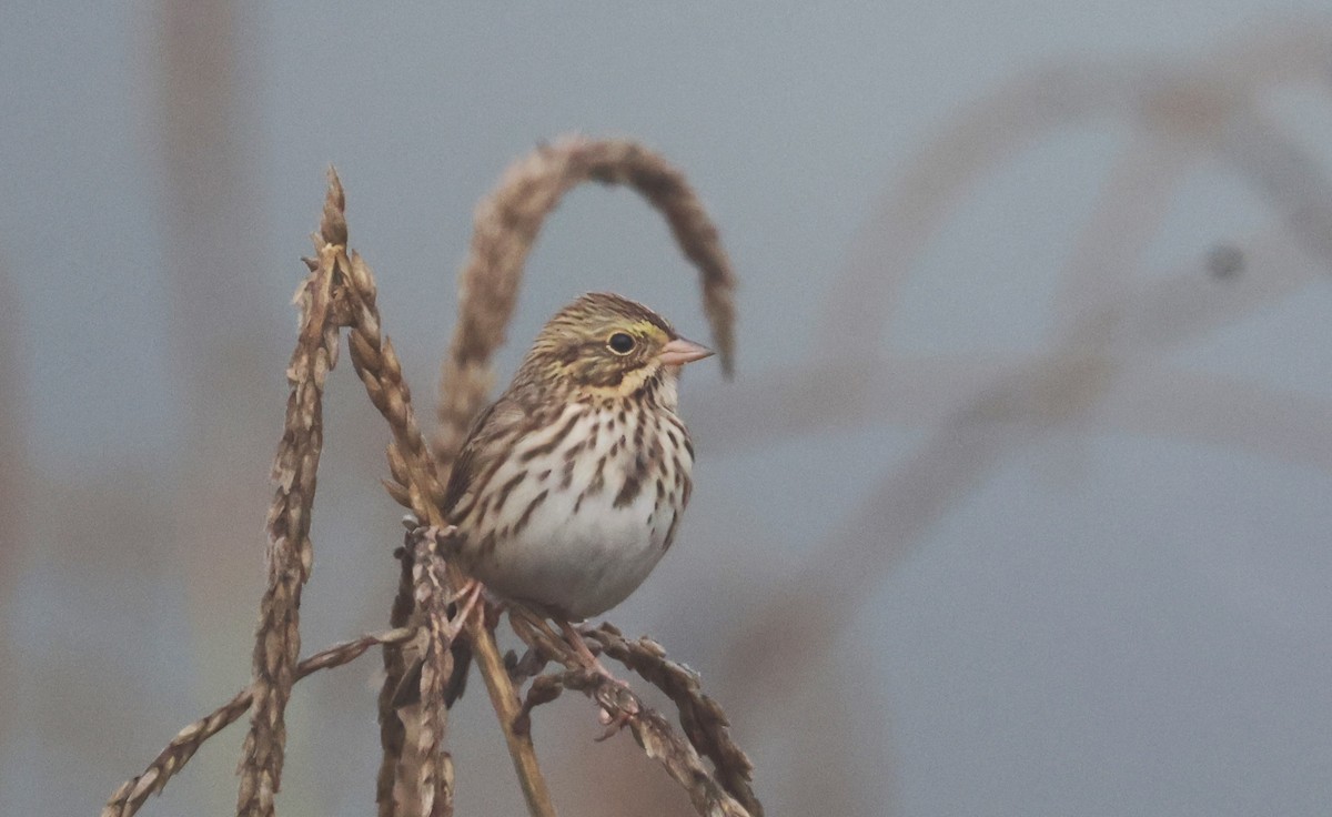 Savannah Sparrow - ML623992875