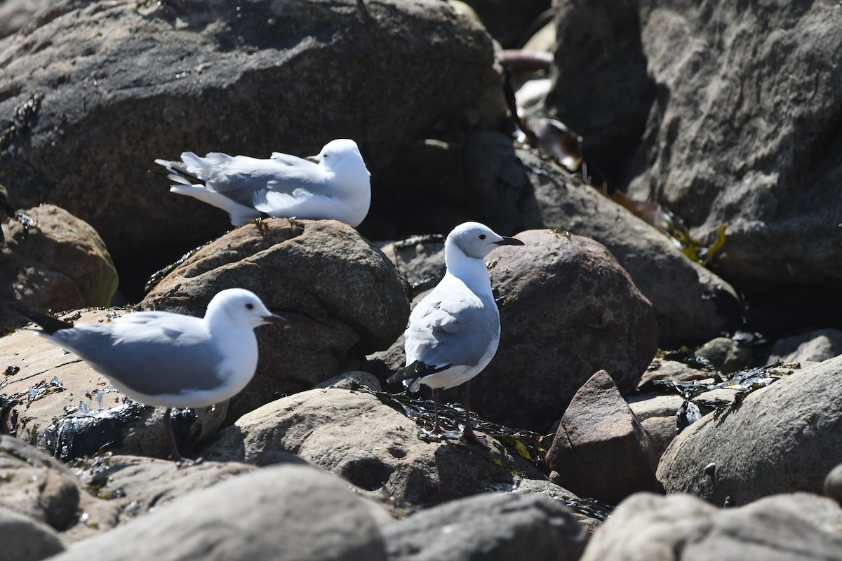 Mouette à tête grise - ML623992878