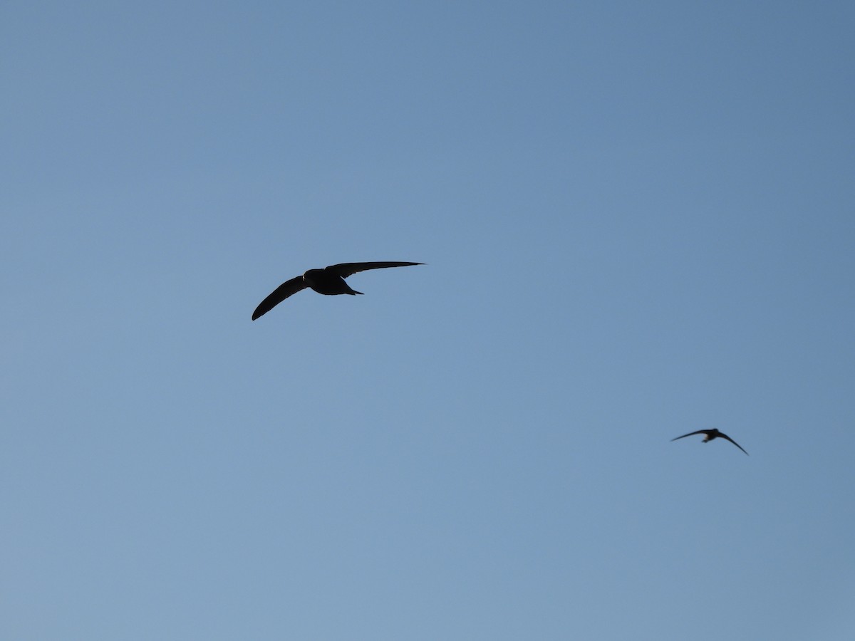 Nyanza Swift - Adrián Colino Barea