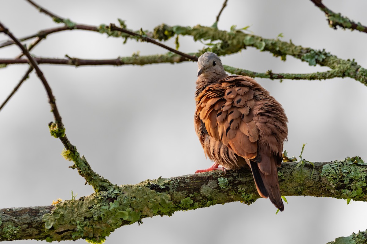 Ruddy Ground Dove - ML623992917