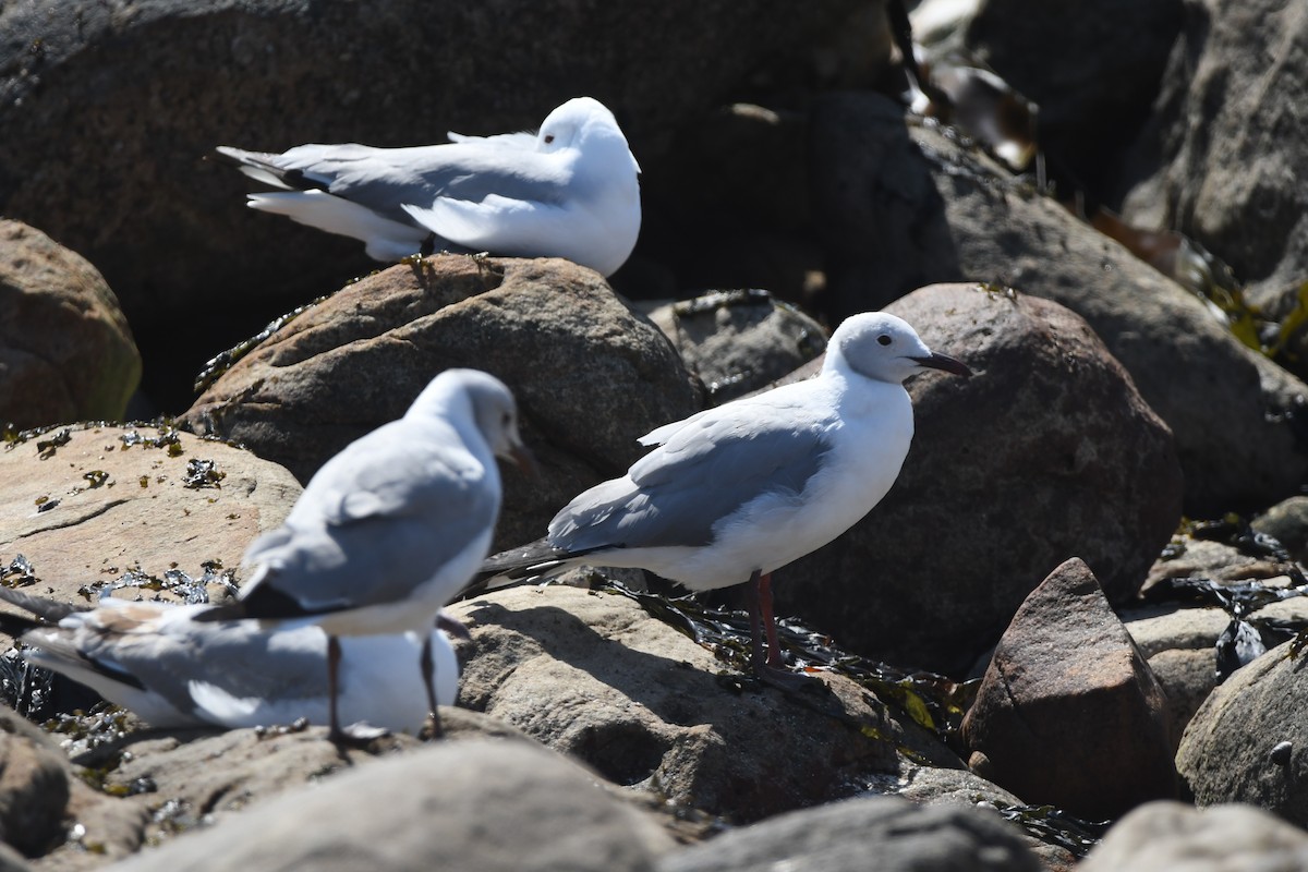 Mouette à tête grise - ML623992930