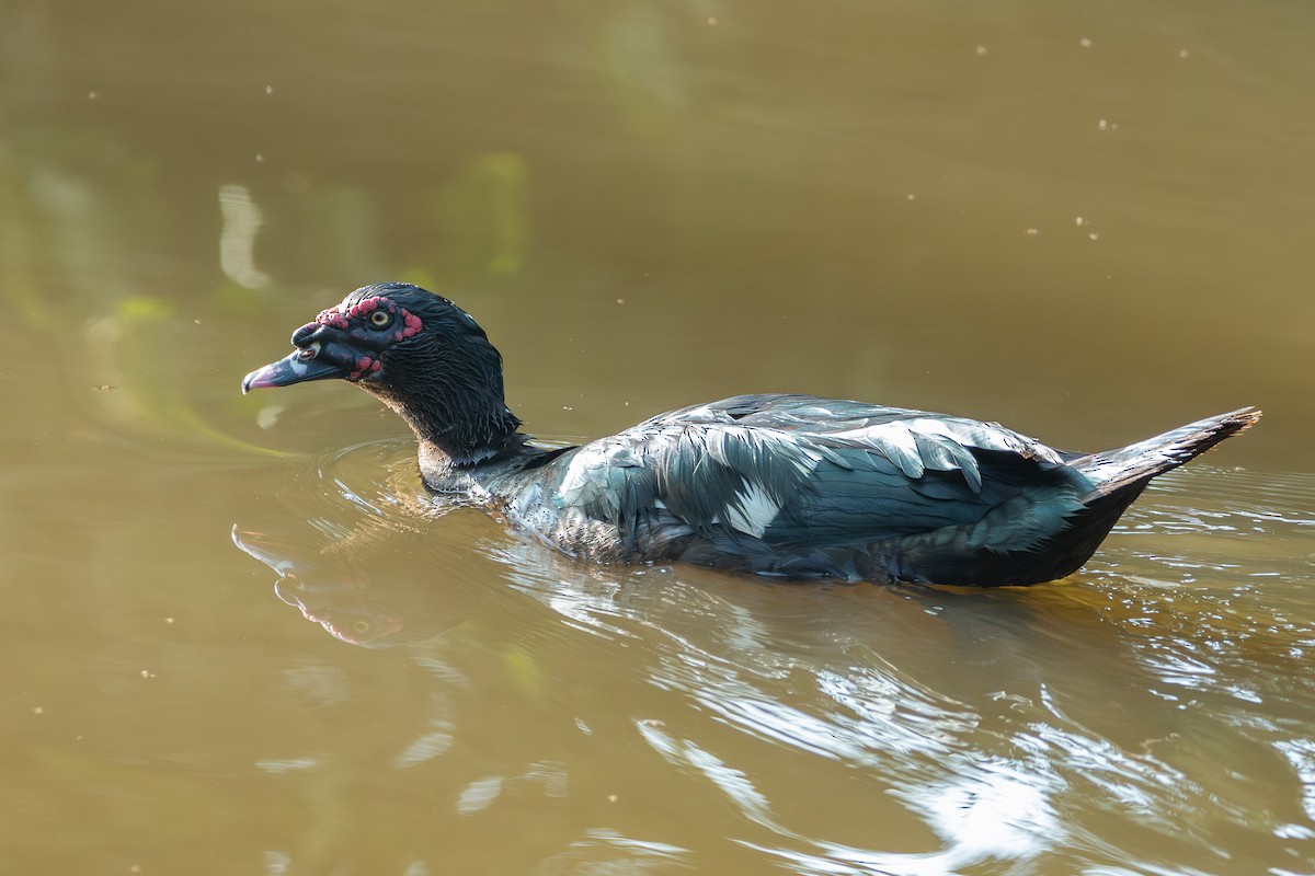 Muscovy Duck (Domestic type) - ML623992935