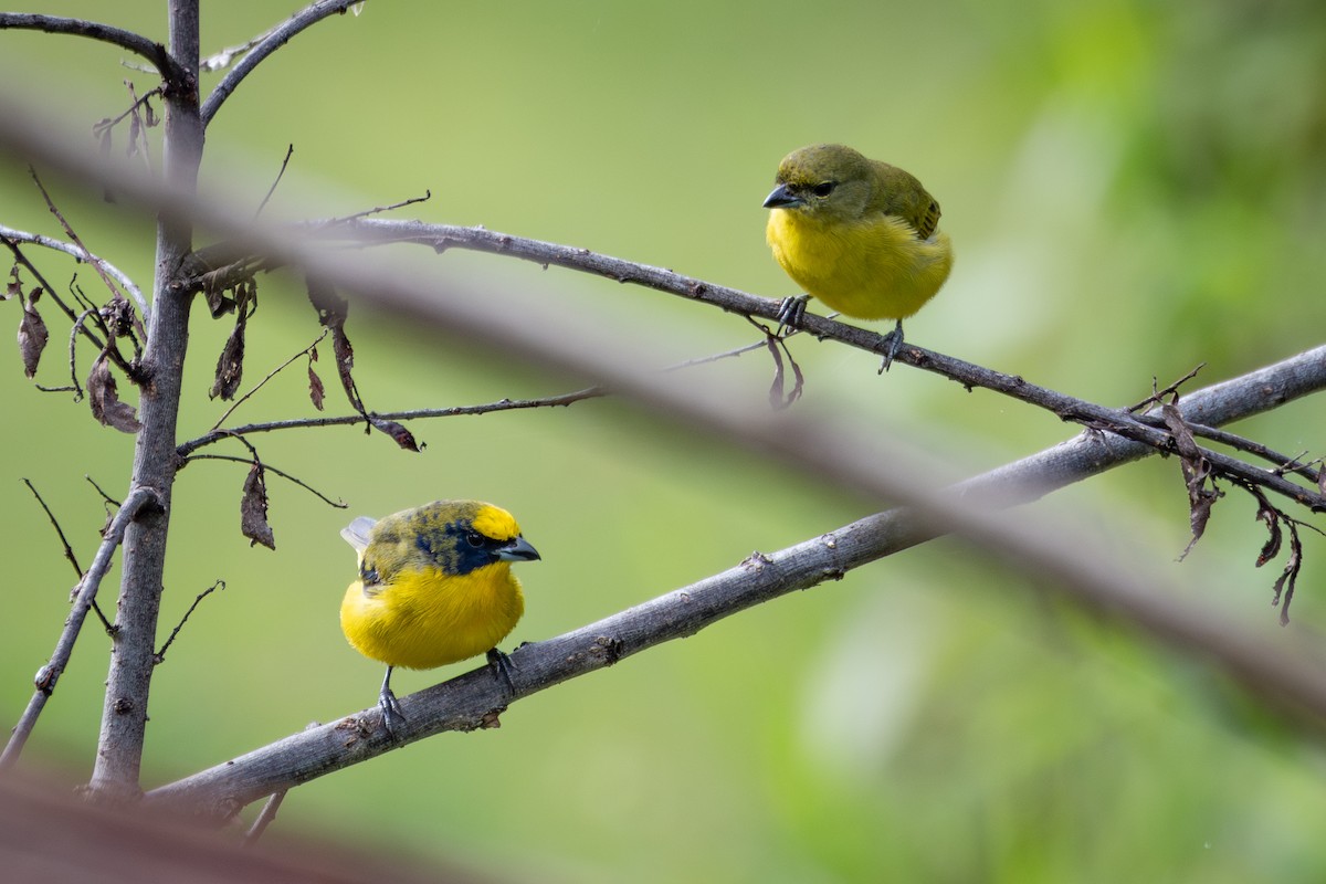 Thick-billed Euphonia - Nestor Monsalve (@birds.nestor)