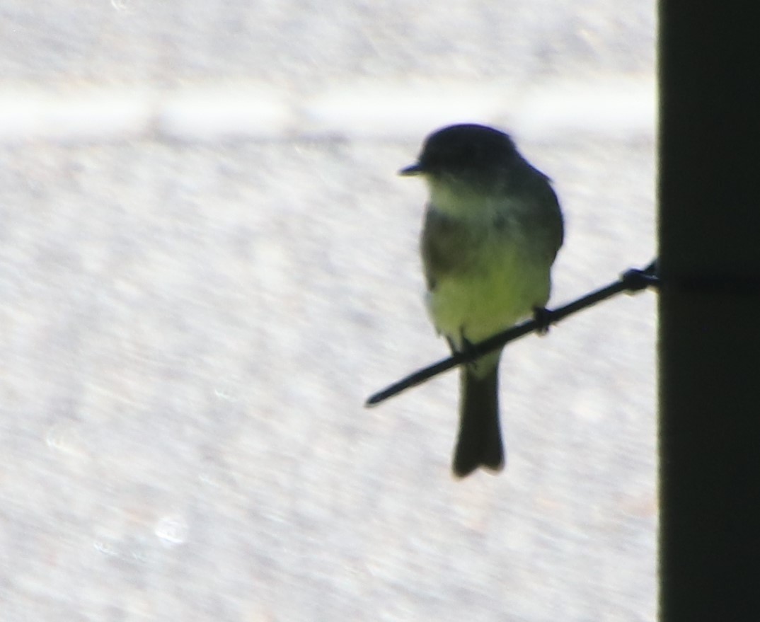 Eastern Phoebe - ML623992953