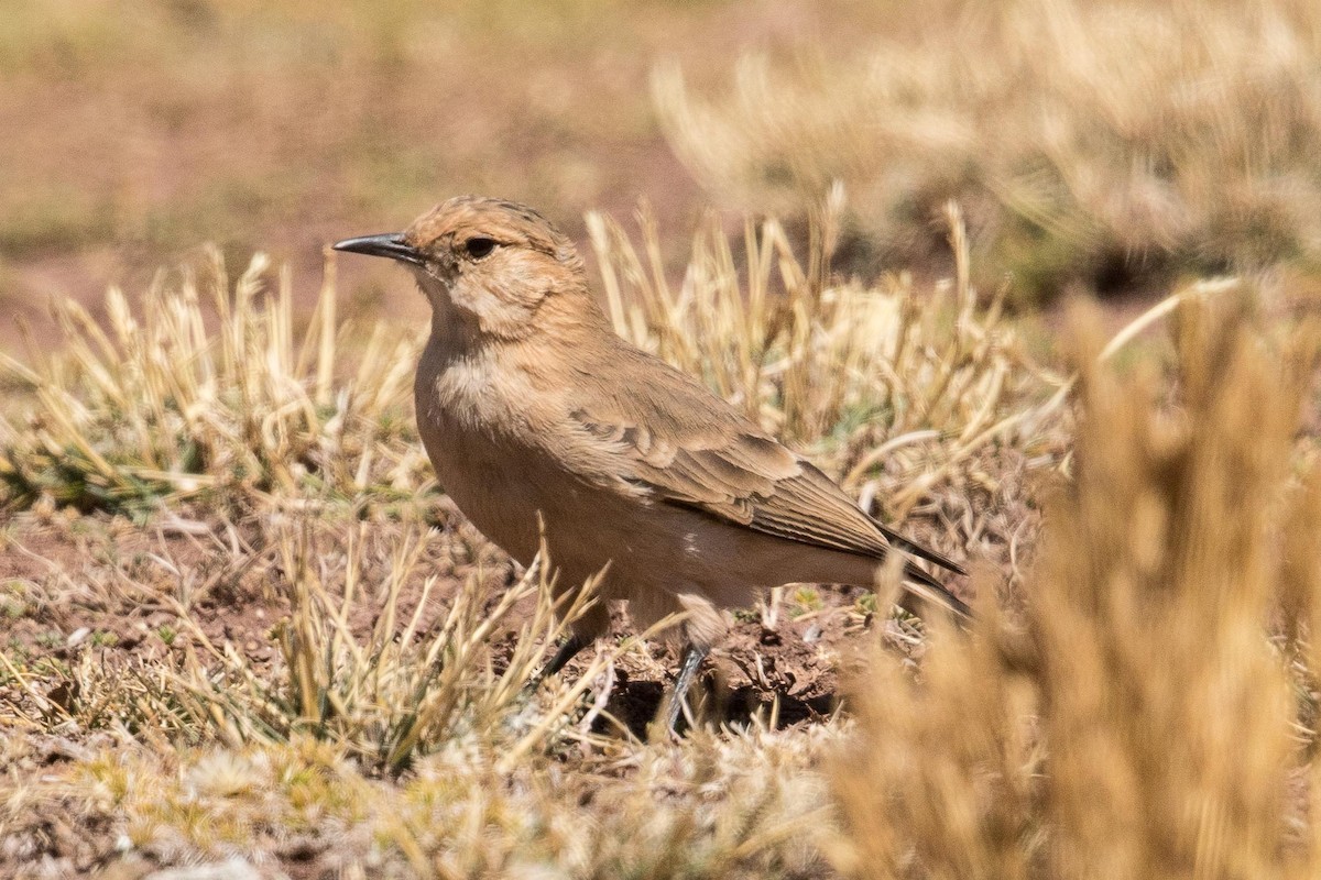 Dark-winged Miner - Eric VanderWerf