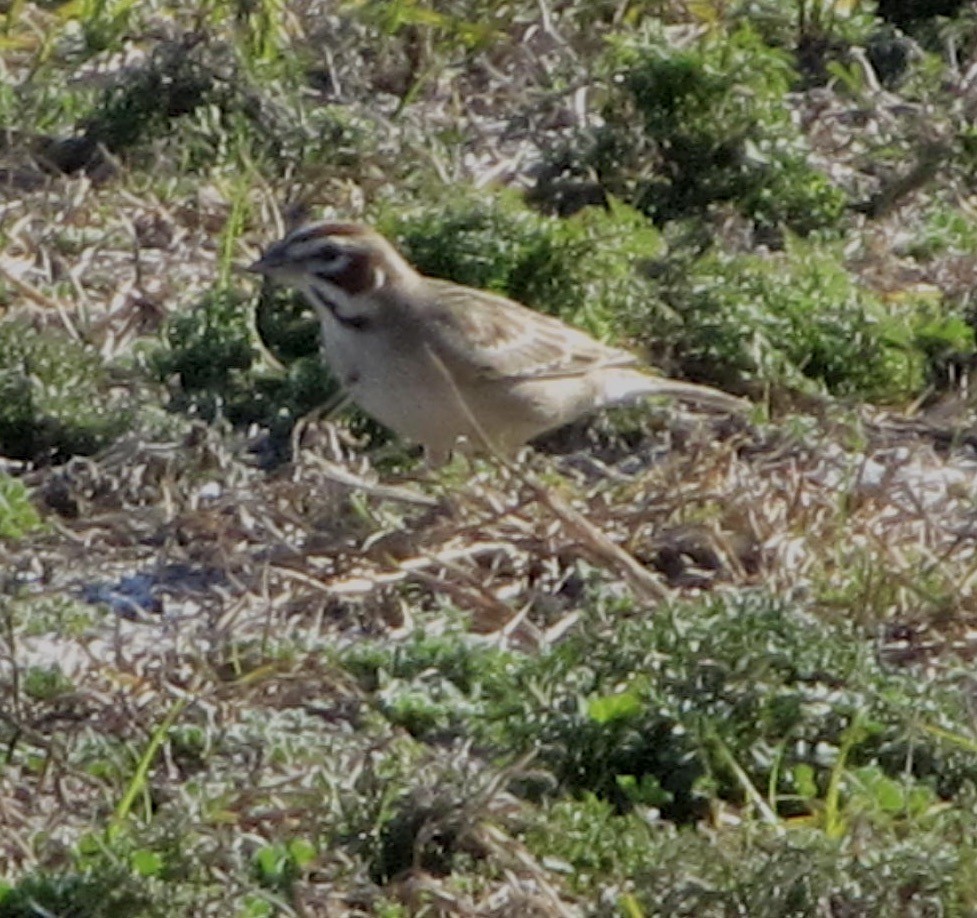 Lark Sparrow - ML623993018