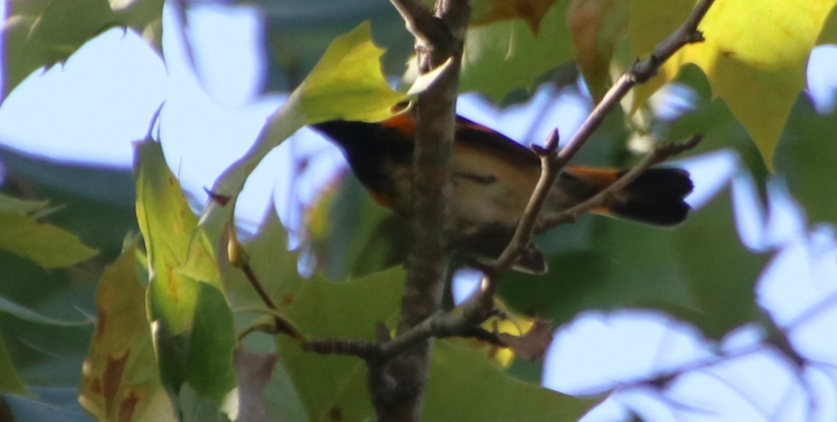 American Redstart - Betty Thomas