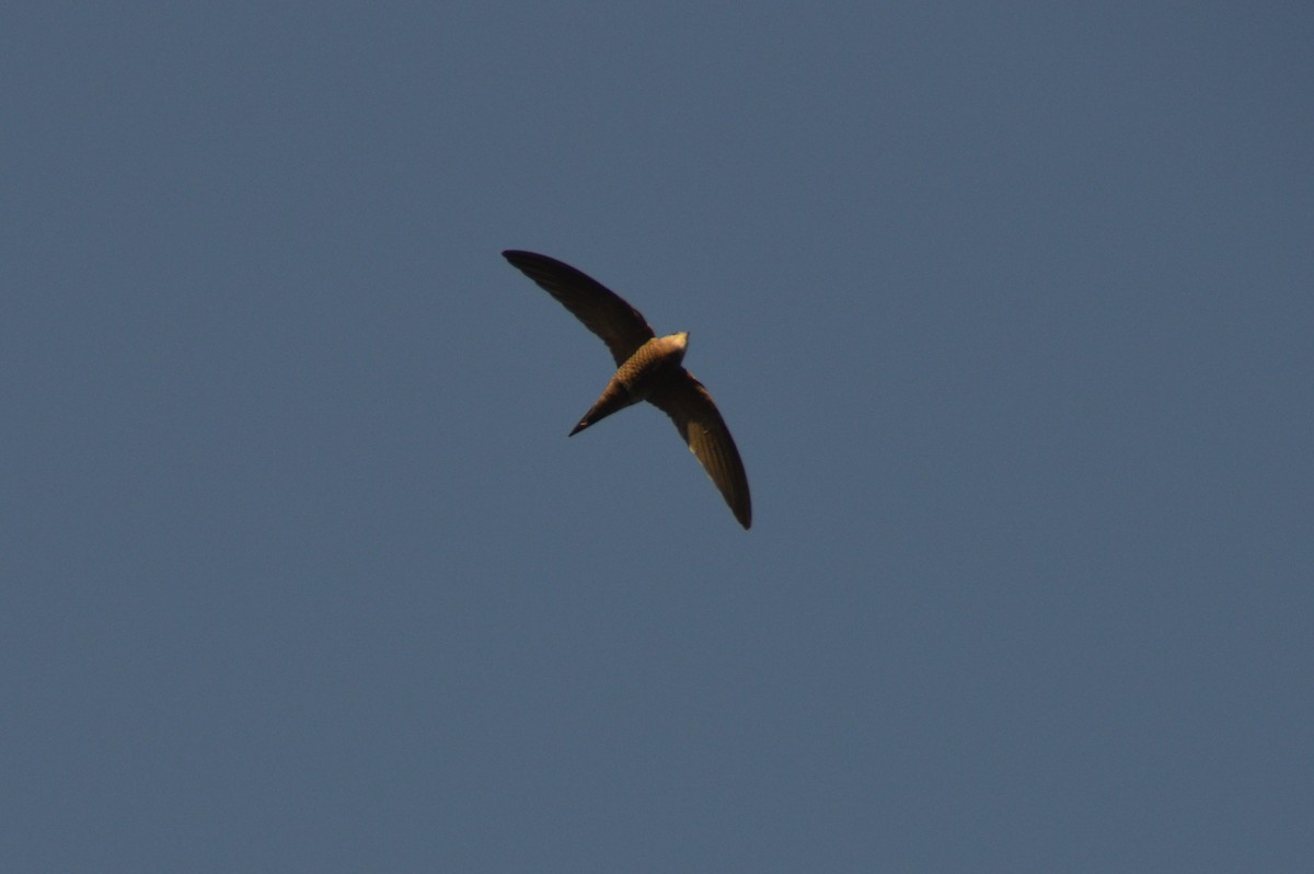 Pallid Swift - ML623993087