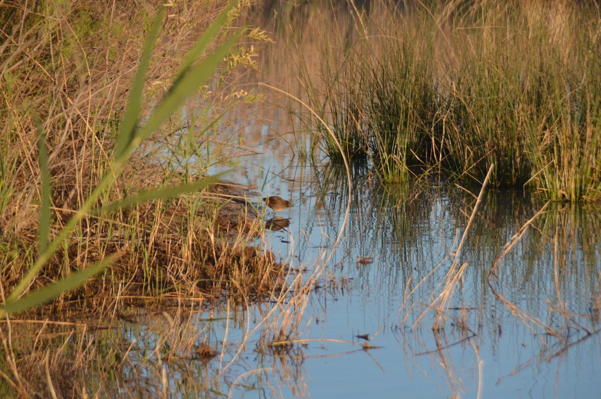 Spotted Crake - ML623993096