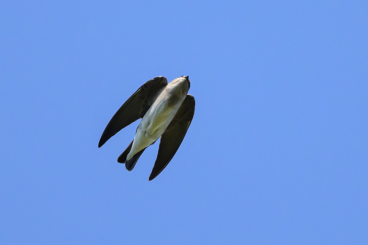 Golondrina Aserrada - ML623993154