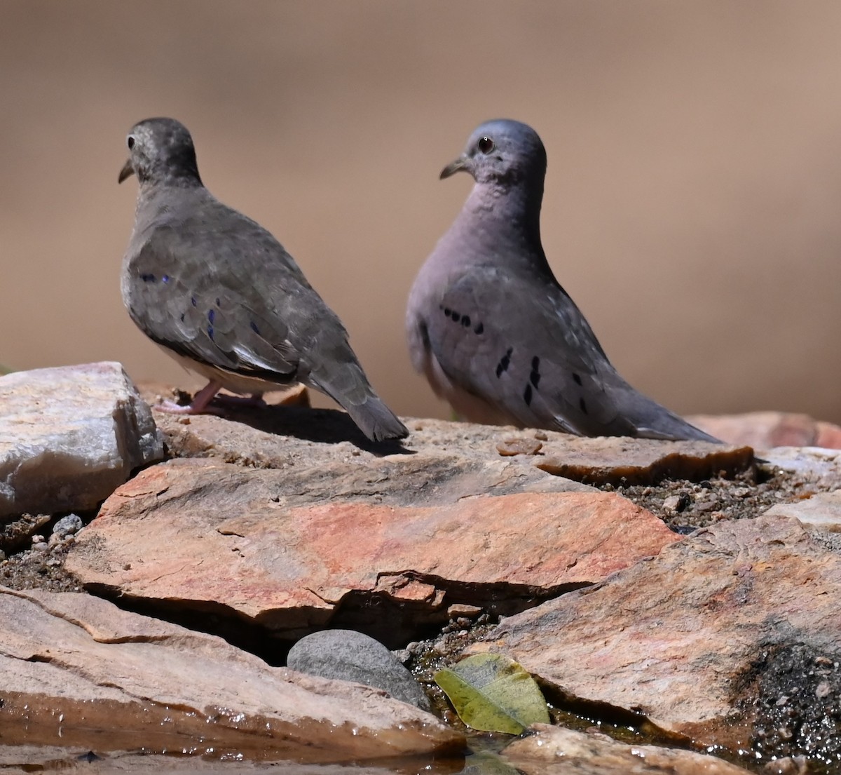 Plain-breasted Ground Dove - Carol Thompson