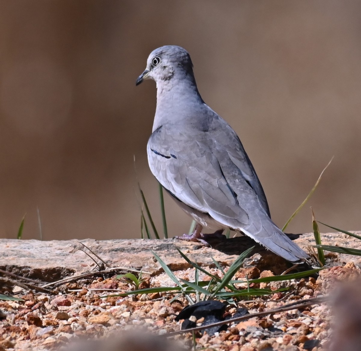 Picui Ground Dove - ML623993172