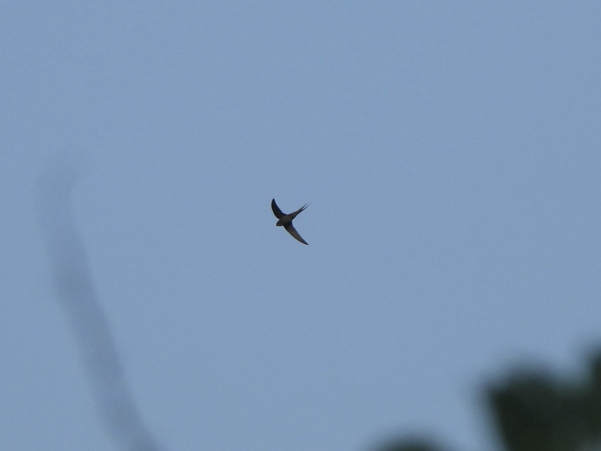 African Palm Swift - ML623993181