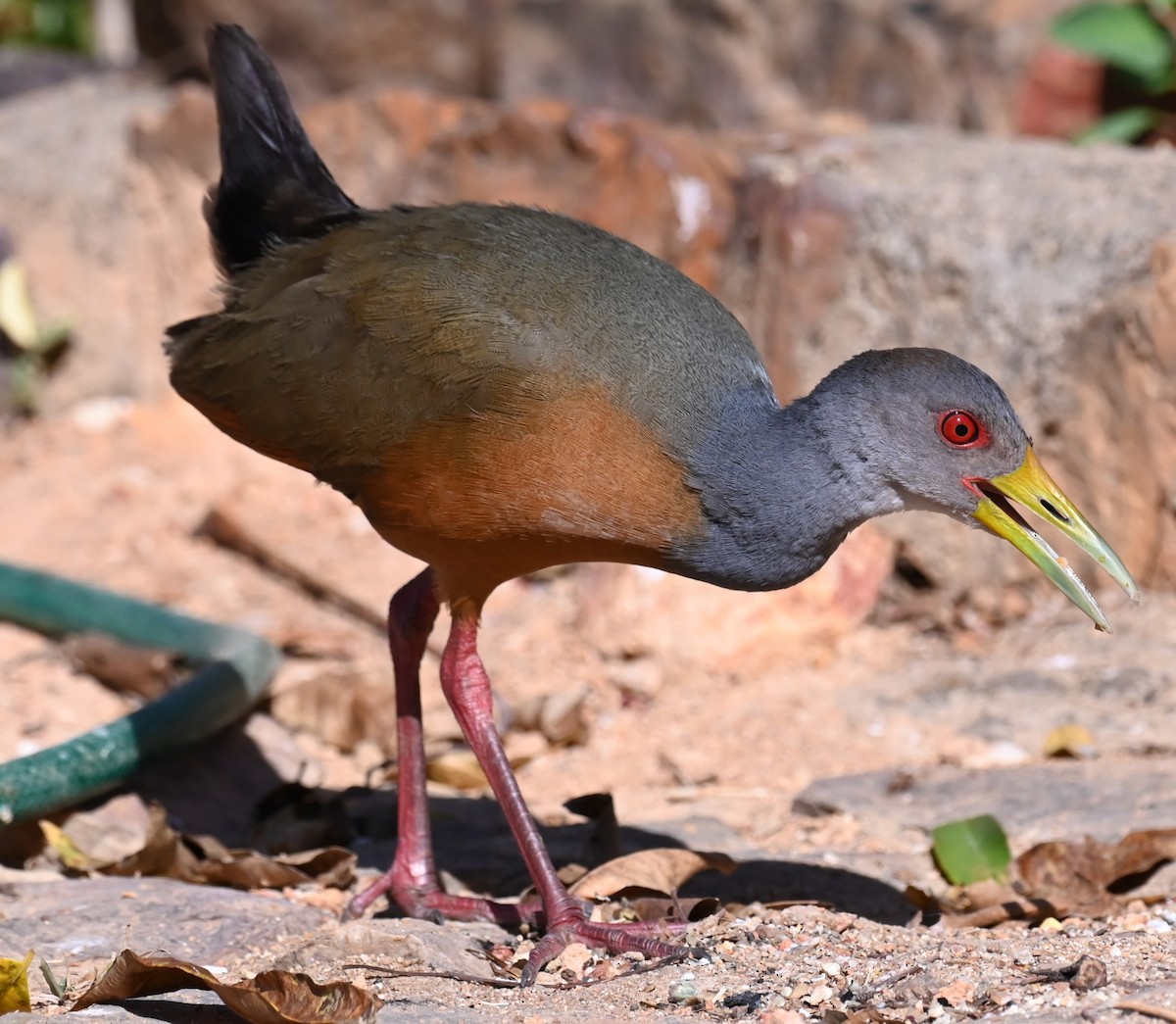 Gray-cowled Wood-Rail - ML623993200