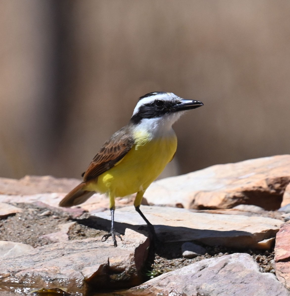 Great Kiskadee - ML623993227