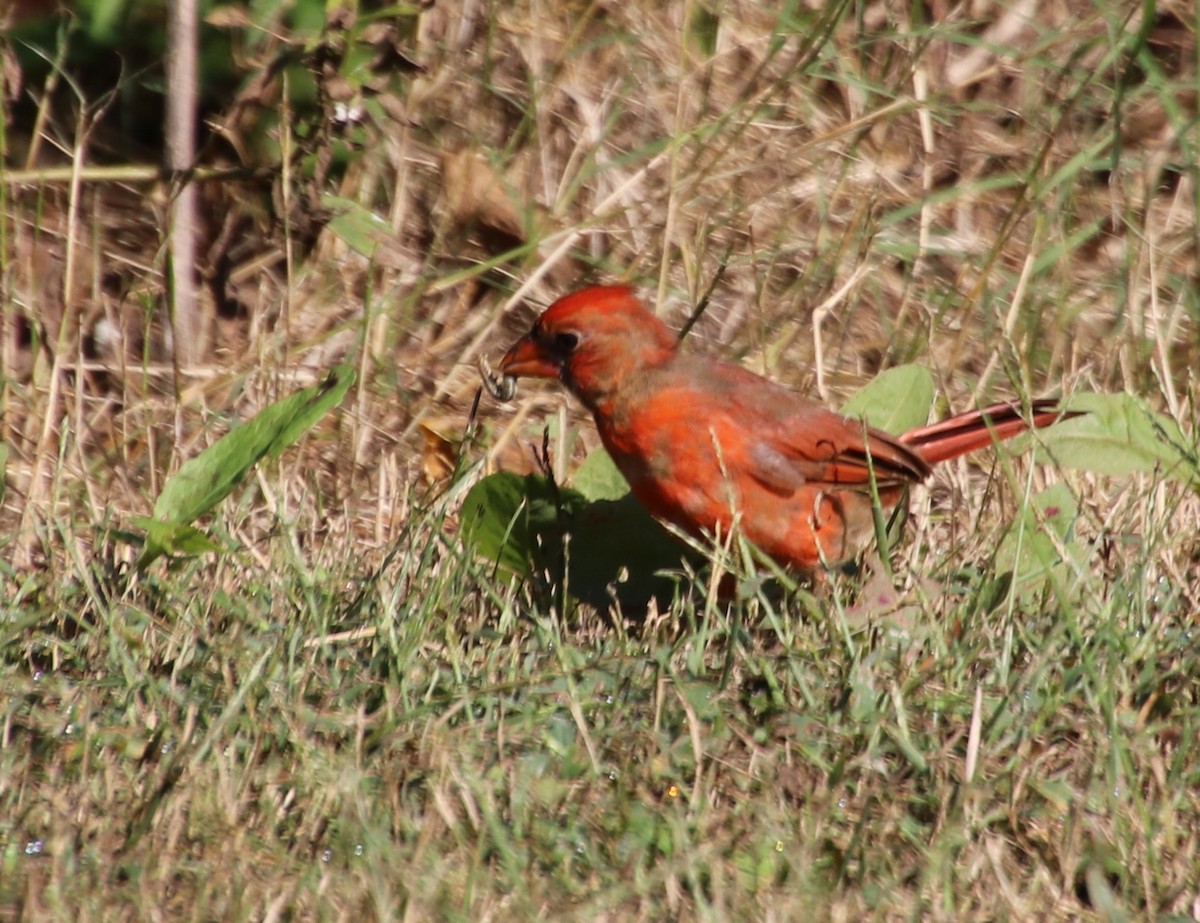 Northern Cardinal - ML623993228