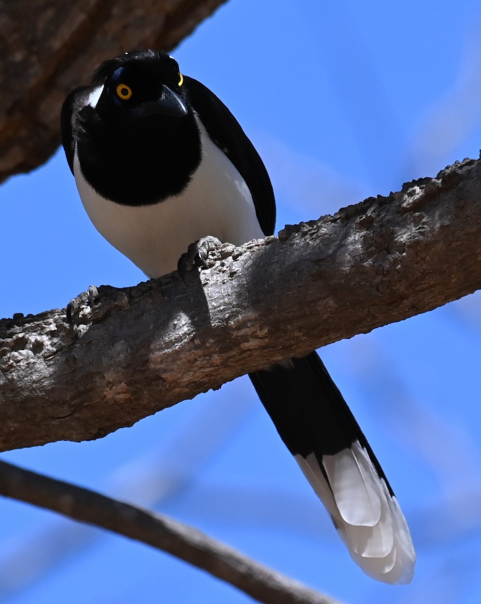 White-naped Jay - ML623993240