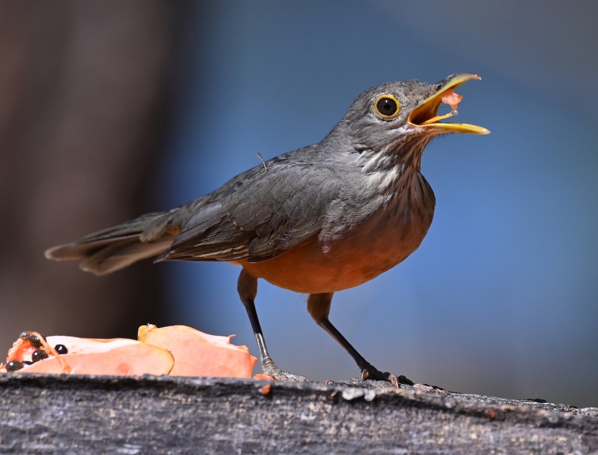 Rufous-bellied Thrush - ML623993256