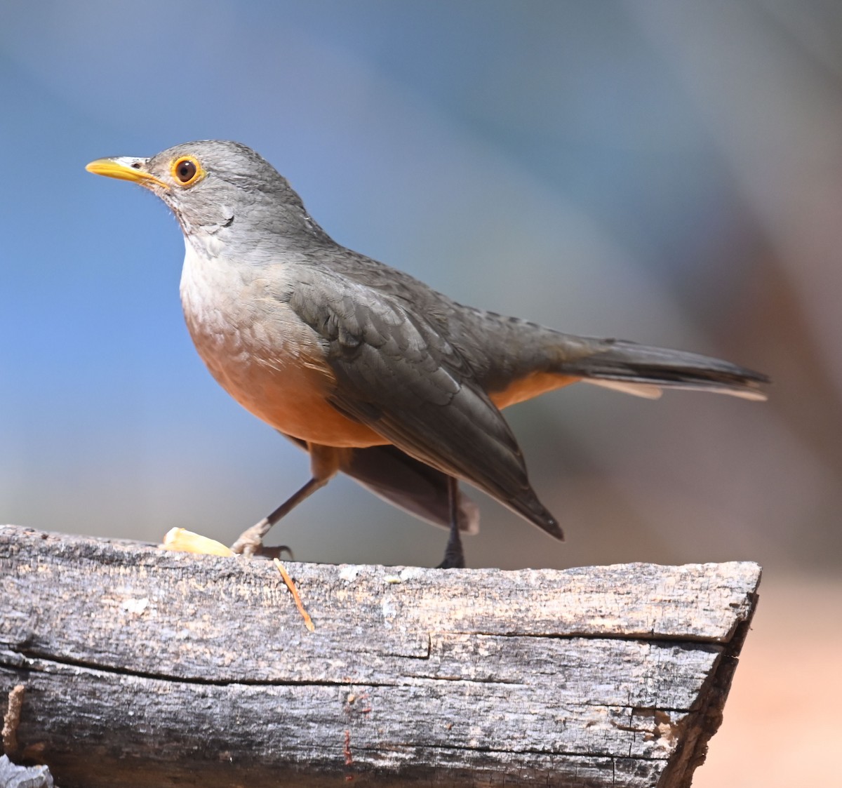 Rufous-bellied Thrush - ML623993257