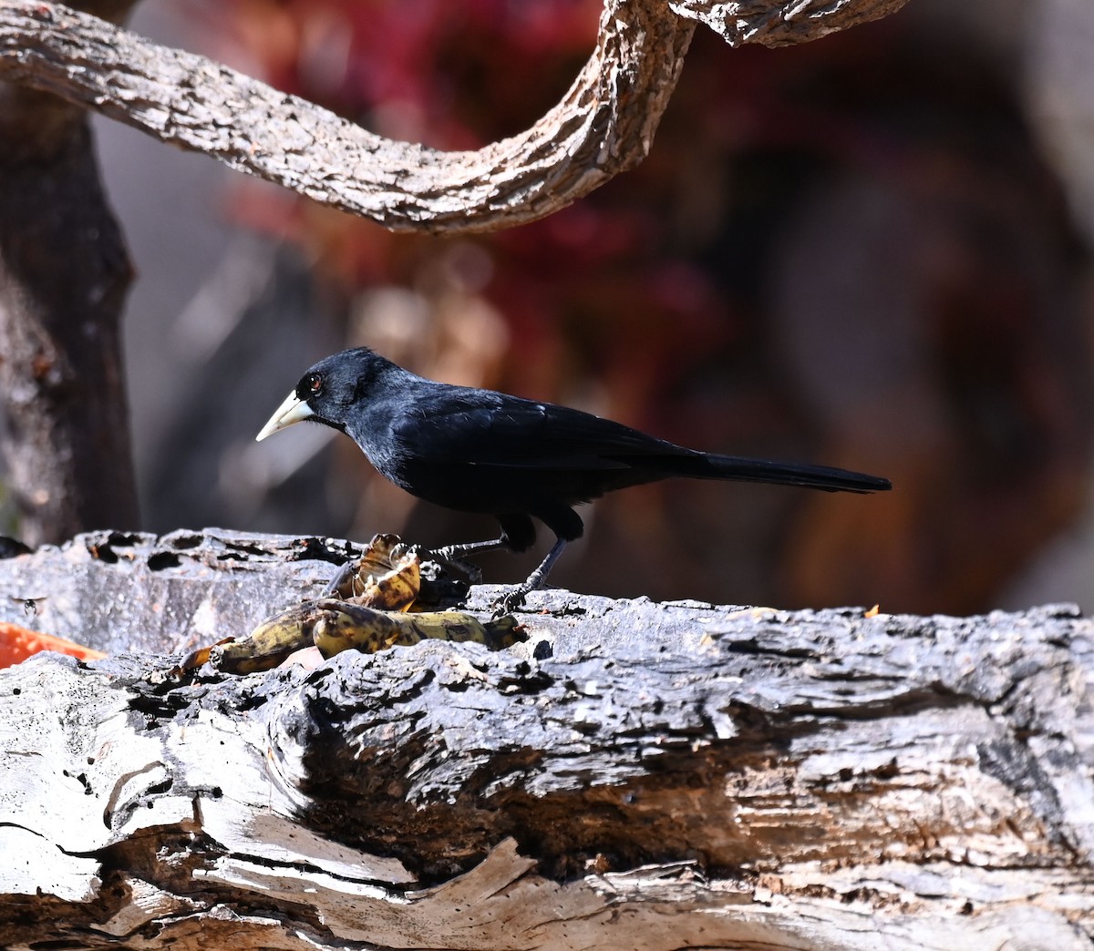 Solitary Black Cacique - Carol Thompson