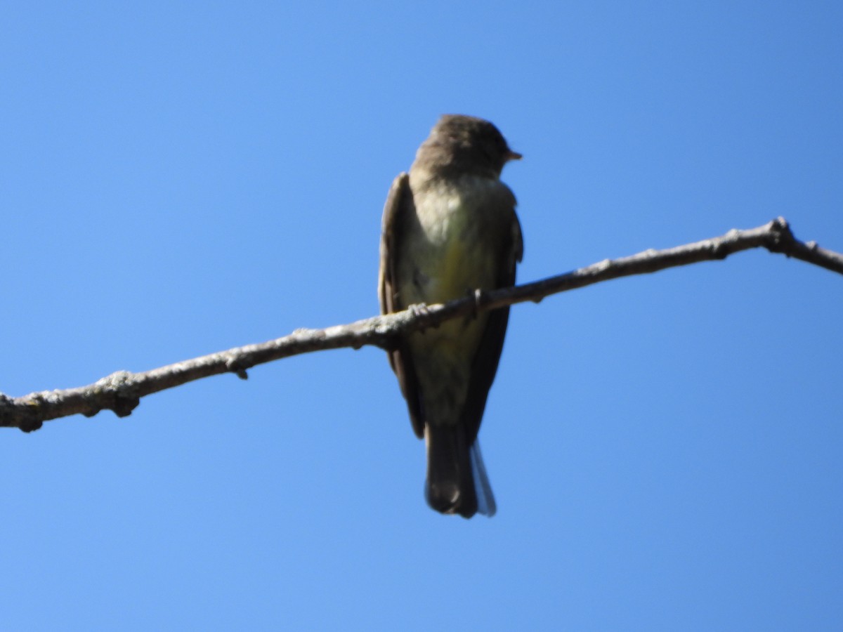 Empidonax sp. - ML623993298