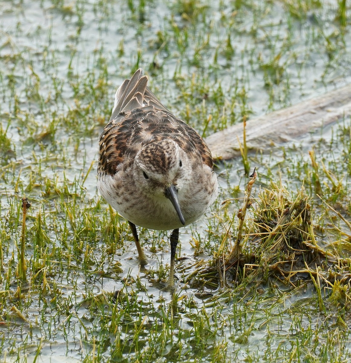 Wiesenstrandläufer - ML623993307