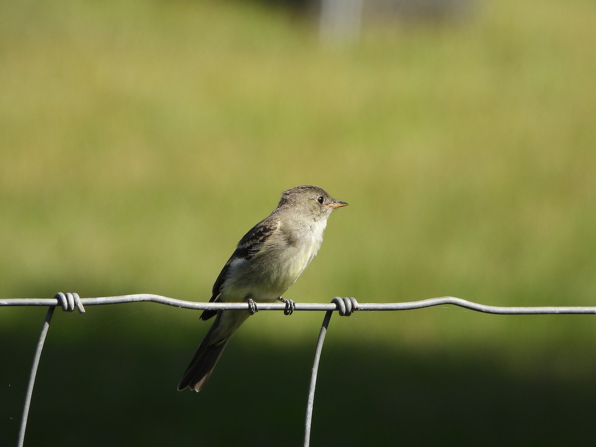 Empidonax sp. - ML623993312