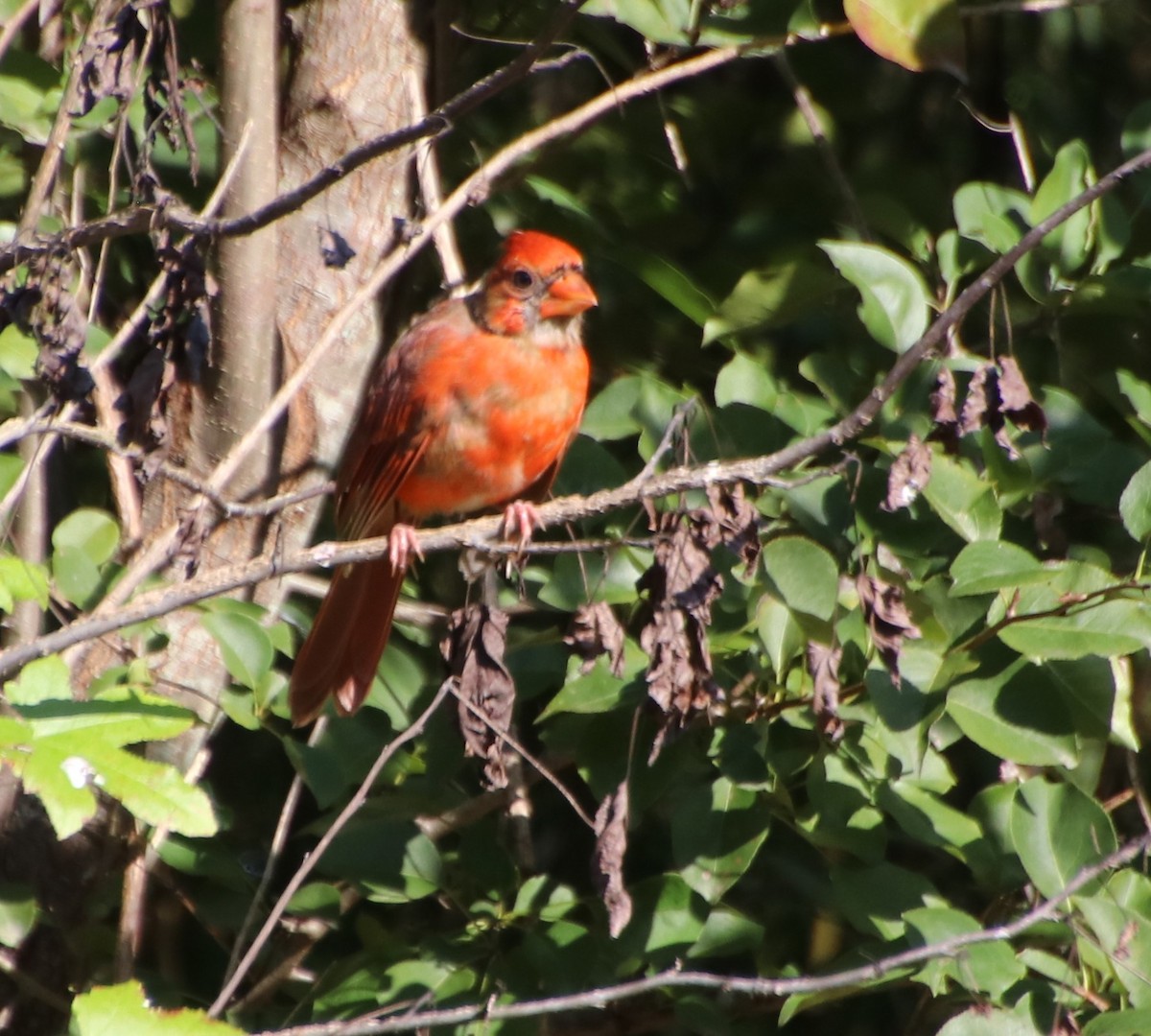 Northern Cardinal - ML623993321