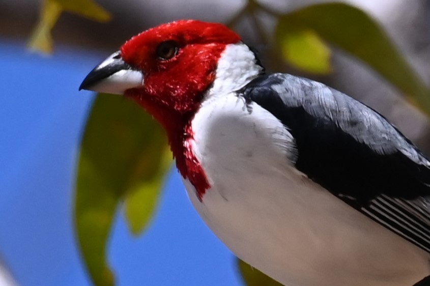 Red-cowled Cardinal - ML623993323