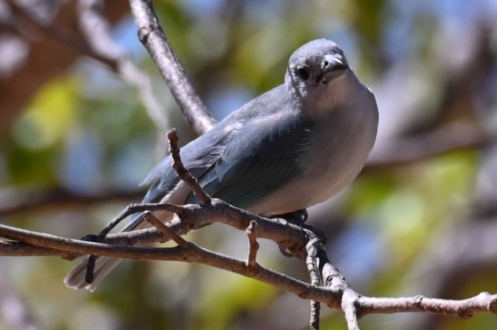 Sayaca Tanager - Carol Thompson