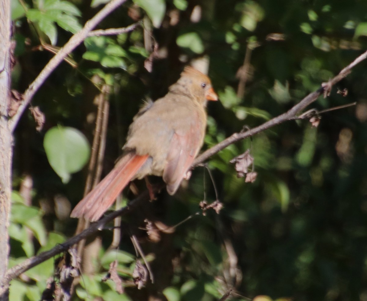 Northern Cardinal - ML623993343