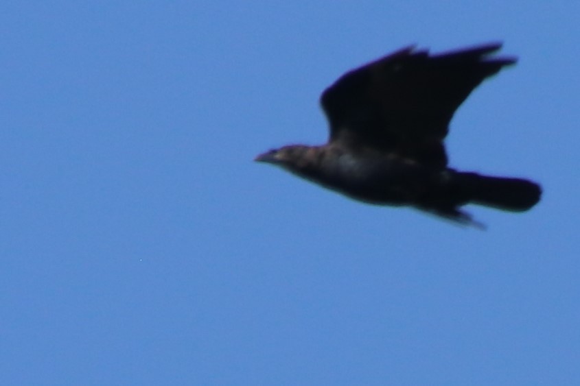 American Crow - ML623993352