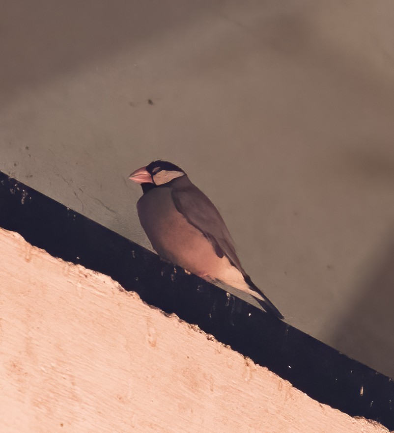 Java Sparrow - ML623993364