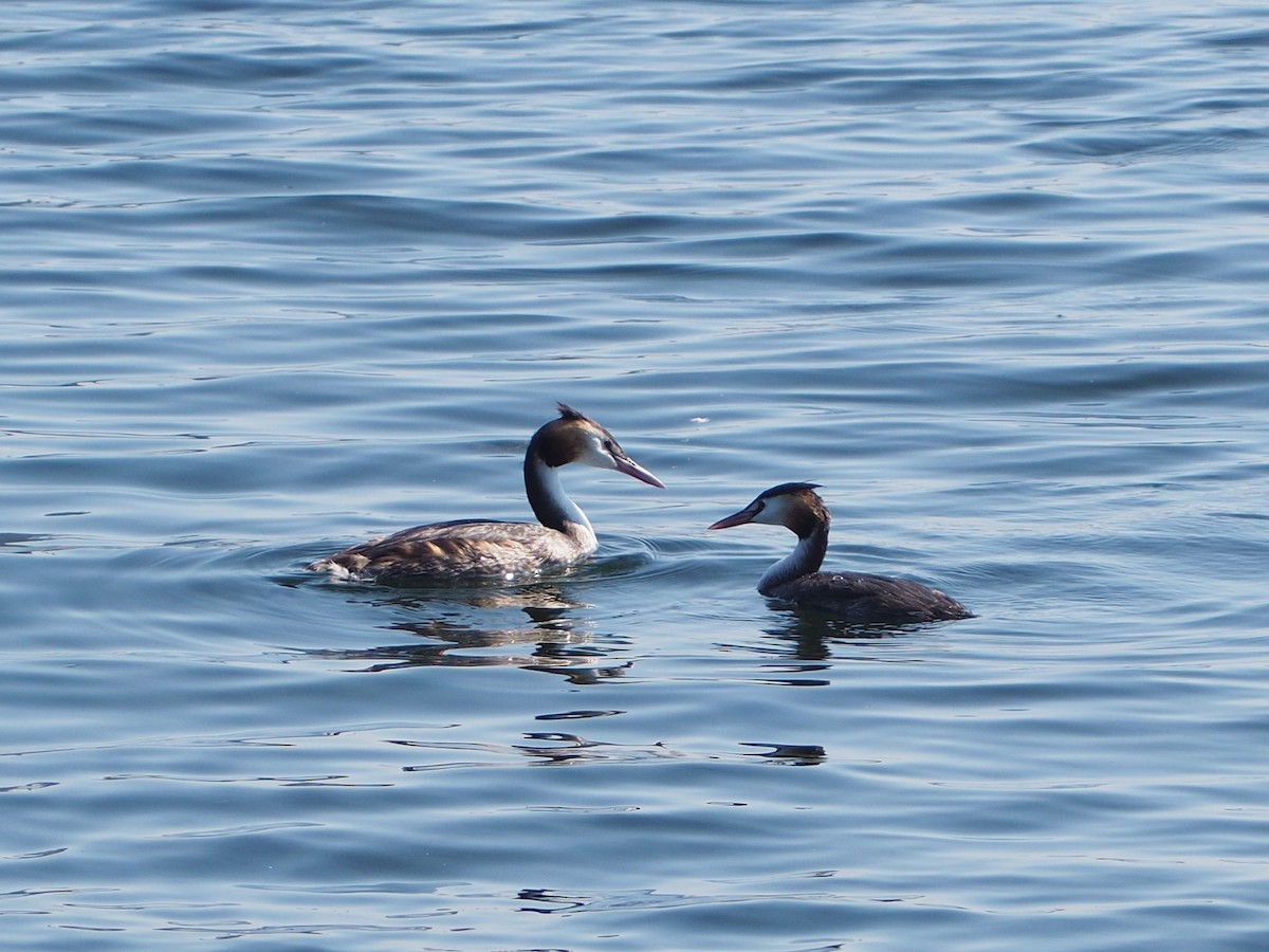 Great Crested Grebe - ML623993373