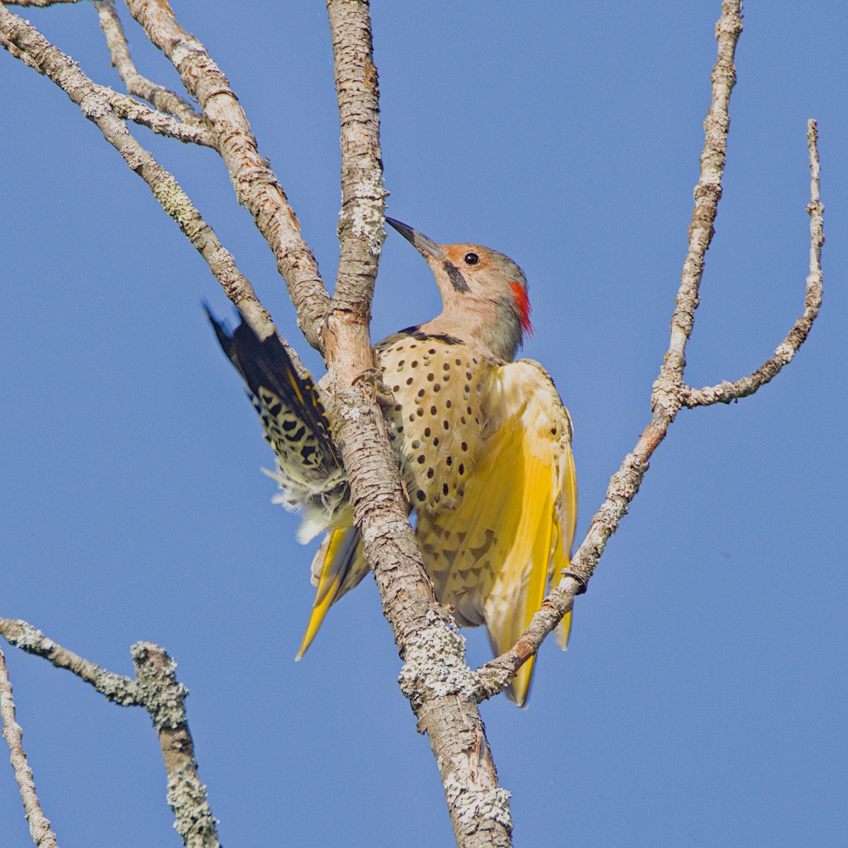 Northern Flicker - ML623993394