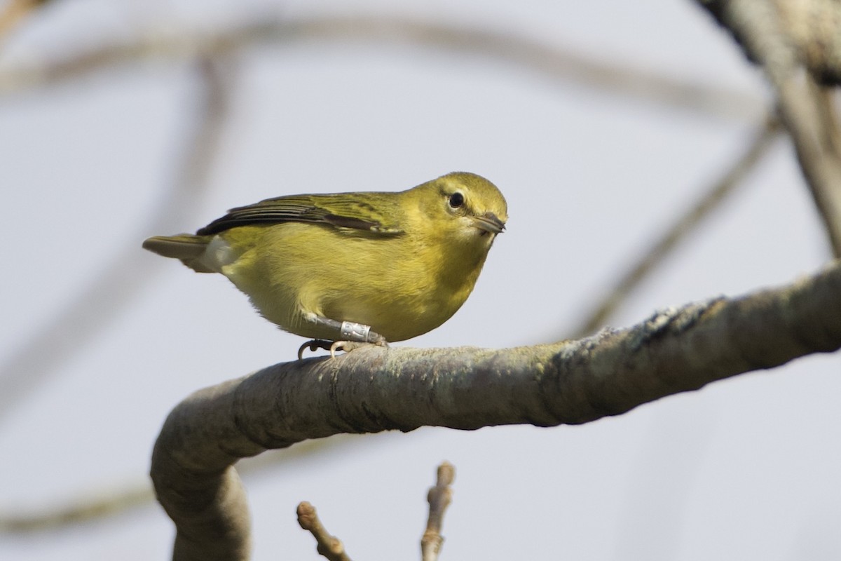 Tennessee Warbler - ML623993411