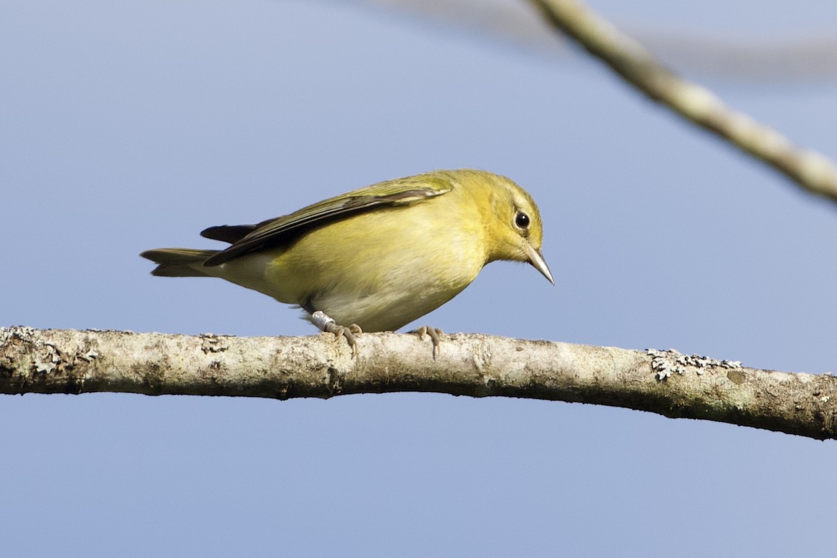 Tennessee Warbler - ML623993412