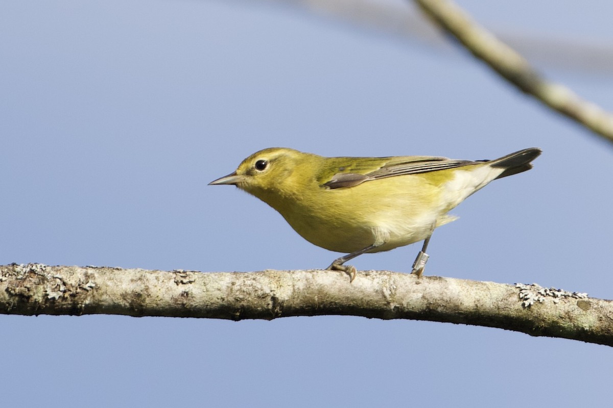 Tennessee Warbler - ML623993413