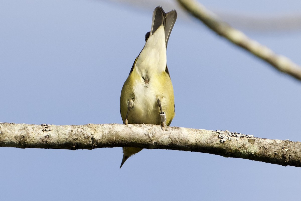 Tennessee Warbler - ML623993414