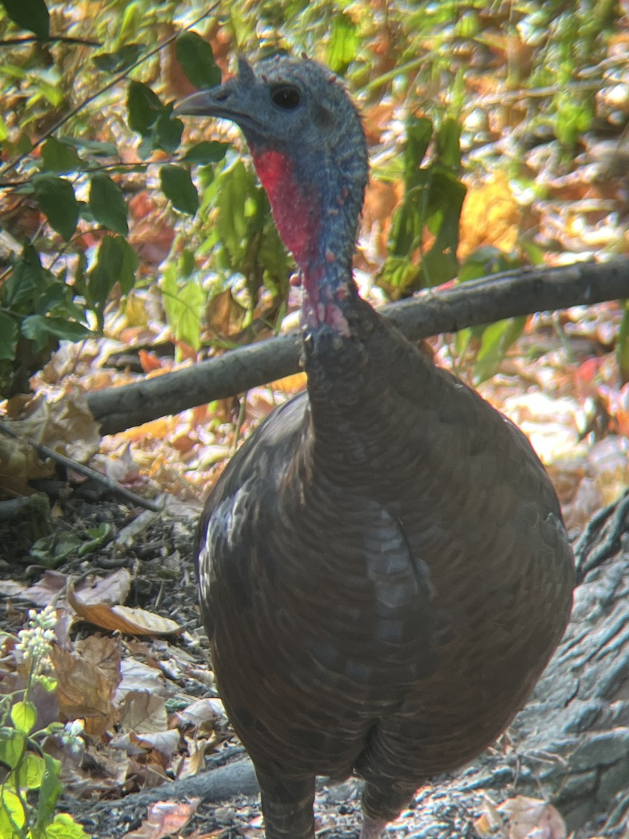 Wild Turkey - Shiloh Antonuccio