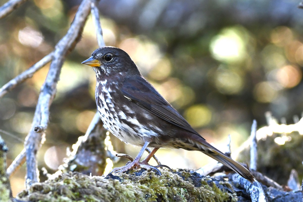 Fox Sparrow (Sooty) - ML623993434