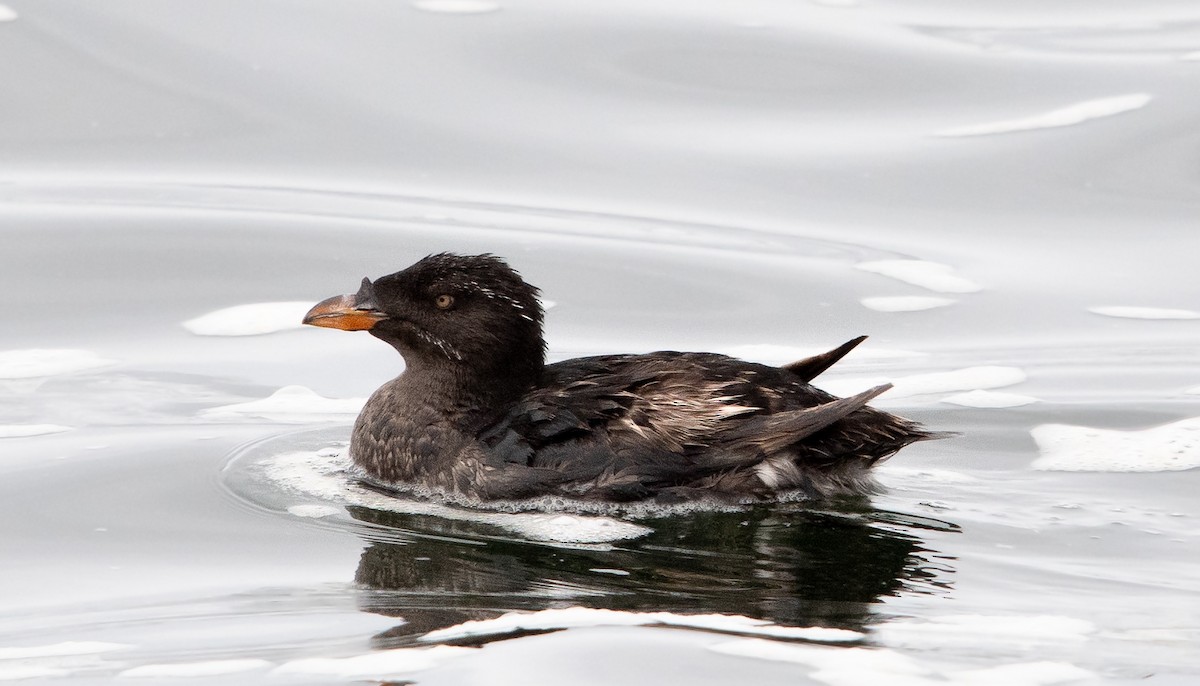 Rhinoceros Auklet - ML623993448