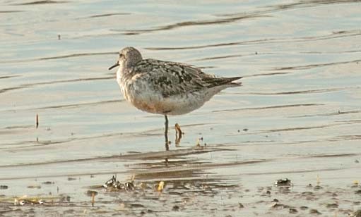 Red Knot - ML623993456