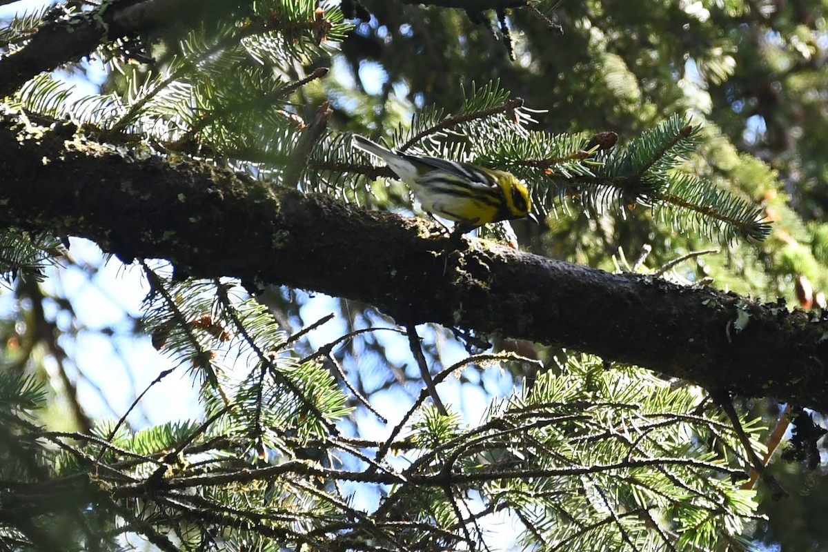 Townsend's Warbler - ML623993460