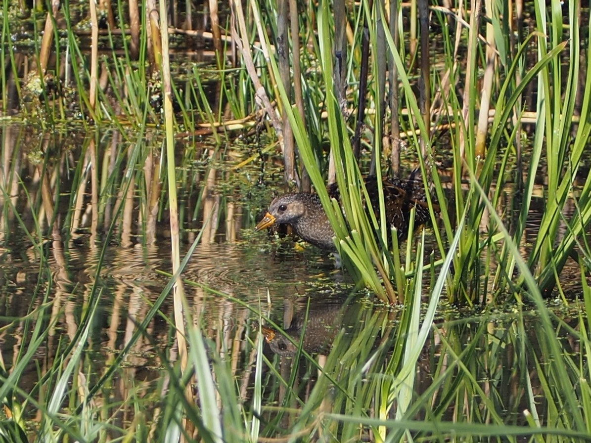 Spotted Crake - ML623993461